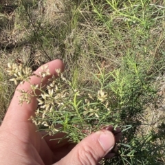 Cassinia quinquefaria at Acton, ACT - 9 Apr 2023