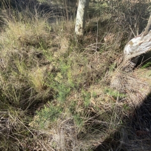 Cassinia quinquefaria at Acton, ACT - 9 Apr 2023 02:06 PM