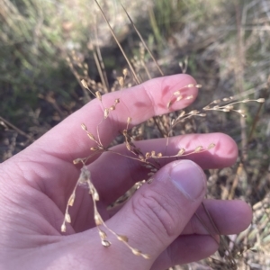 Juncus remotiflorus at Acton, ACT - 9 Apr 2023 02:06 PM