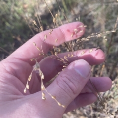 Juncus remotiflorus at Acton, ACT - 9 Apr 2023