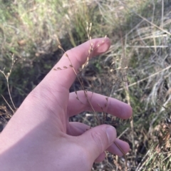 Juncus remotiflorus at Acton, ACT - 9 Apr 2023