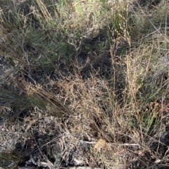 Juncus remotiflorus at Acton, ACT - 9 Apr 2023