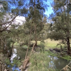 Casuarina cunninghamiana subsp. cunninghamiana (River She-Oak, River Oak) at Greenway, ACT - 8 Apr 2023 by Tapirlord