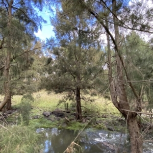 Casuarina cunninghamiana subsp. cunninghamiana at Greenway, ACT - 8 Apr 2023 01:55 PM