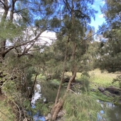 Casuarina cunninghamiana subsp. cunninghamiana at Greenway, ACT - 8 Apr 2023