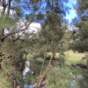 Casuarina cunninghamiana subsp. cunninghamiana at Greenway, ACT - 8 Apr 2023 01:55 PM