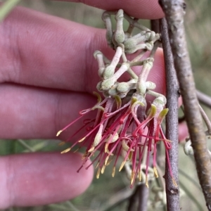 Amyema cambagei at Greenway, ACT - 8 Apr 2023 01:55 PM