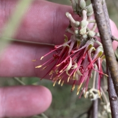 Amyema cambagei at Greenway, ACT - 8 Apr 2023