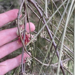 Amyema cambagei at Greenway, ACT - 8 Apr 2023