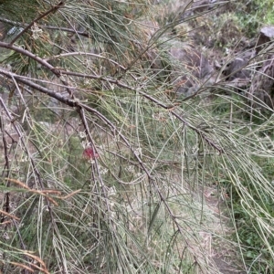 Amyema cambagei at Greenway, ACT - 8 Apr 2023 01:55 PM