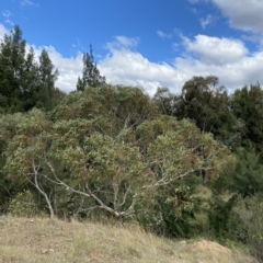 Eucalyptus pauciflora subsp. pauciflora (White Sally, Snow Gum) at Greenway, ACT - 8 Apr 2023 by Tapirlord