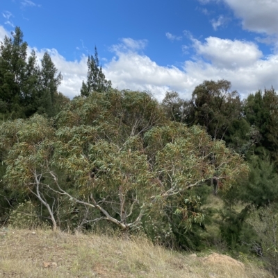 Eucalyptus pauciflora subsp. pauciflora (White Sally, Snow Gum) at Urambi Hills - 8 Apr 2023 by Tapirlord