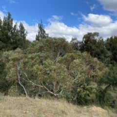 Eucalyptus pauciflora subsp. pauciflora at Greenway, ACT - 8 Apr 2023