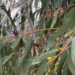 Eucalyptus pauciflora subsp. pauciflora at Greenway, ACT - 8 Apr 2023