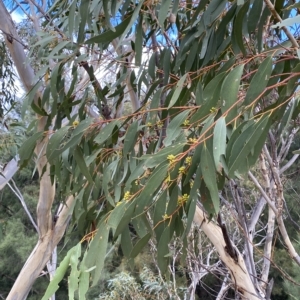 Eucalyptus pauciflora subsp. pauciflora at Urambi Hills - 8 Apr 2023 01:52 PM