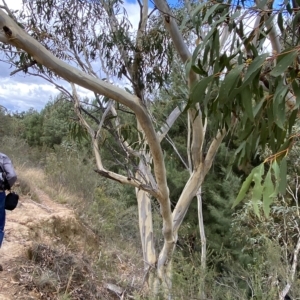 Eucalyptus pauciflora subsp. pauciflora at Urambi Hills - 8 Apr 2023