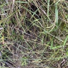 Cyperus sanguinolentus (A Sedge) at Greenway, ACT - 8 Apr 2023 by Tapirlord