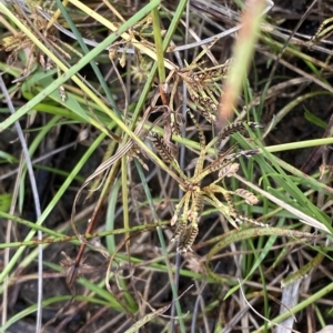 Cyperus sanguinolentus at Greenway, ACT - 8 Apr 2023