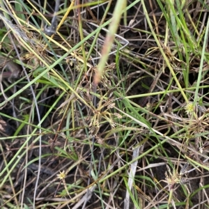 Cyperus sanguinolentus at Greenway, ACT - 8 Apr 2023 01:47 PM