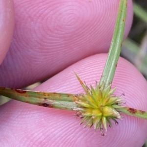 Cyperus sphaeroideus at Greenway, ACT - 8 Apr 2023