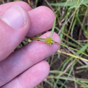 Cyperus sphaeroideus at Greenway, ACT - 8 Apr 2023