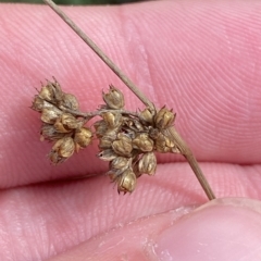 Juncus vaginatus (Clustered Rush) at Greenway, ACT - 8 Apr 2023 by Tapirlord