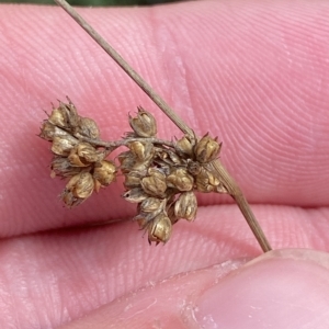 Juncus vaginatus at Greenway, ACT - 8 Apr 2023