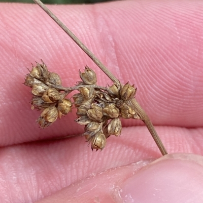 Juncus vaginatus (Clustered Rush) at Urambi Hills - 8 Apr 2023 by Tapirlord