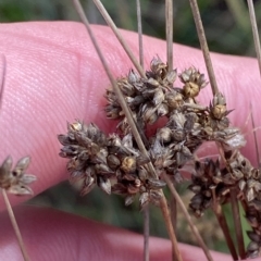 Juncus vaginatus at Greenway, ACT - 8 Apr 2023 01:47 PM