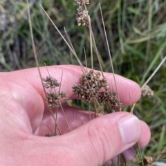 Juncus vaginatus at Greenway, ACT - 8 Apr 2023