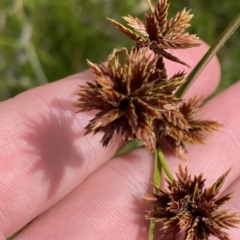 Cyperus lhotskyanus (A Sedge) at Greenway, ACT - 8 Apr 2023 by Tapirlord