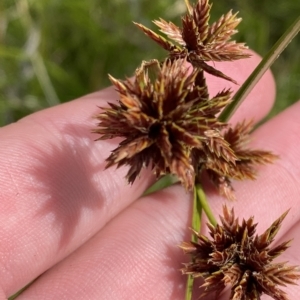 Cyperus lhotskyanus at Greenway, ACT - 8 Apr 2023 01:35 PM