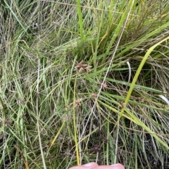 Cyperus lhotskyanus at Greenway, ACT - 8 Apr 2023 01:35 PM