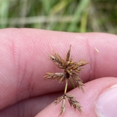 Cyperus lhotskyanus at Greenway, ACT - 8 Apr 2023