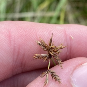 Cyperus lhotskyanus at Greenway, ACT - 8 Apr 2023 01:35 PM