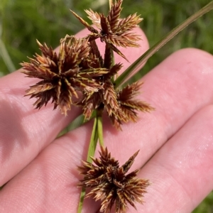 Cyperus lhotskyanus at Greenway, ACT - 8 Apr 2023 01:35 PM