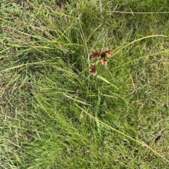 Cyperus lhotskyanus at Greenway, ACT - 8 Apr 2023 01:35 PM