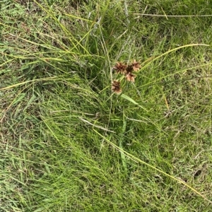 Cyperus lhotskyanus at Greenway, ACT - 8 Apr 2023