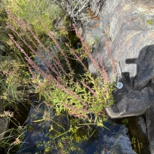 Lythrum salicaria at Paddys River, ACT - 8 Apr 2023