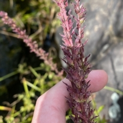 Lythrum salicaria at Paddys River, ACT - 8 Apr 2023