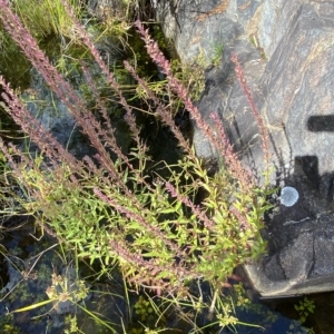 Lythrum salicaria at Paddys River, ACT - 8 Apr 2023 12:44 PM