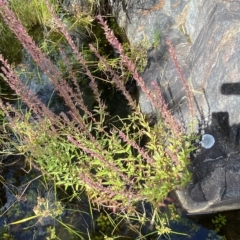 Lythrum salicaria at Paddys River, ACT - 8 Apr 2023