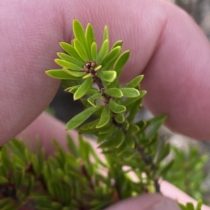 Micrantheum hexandrum at Paddys River, ACT - 8 Apr 2023 12:43 PM