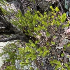 Micrantheum hexandrum at Paddys River, ACT - 8 Apr 2023 12:43 PM