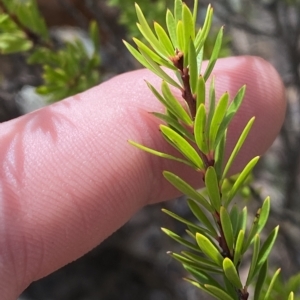Micrantheum hexandrum at Paddys River, ACT - 8 Apr 2023