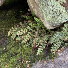 Pleurosorus rutifolius (Blanket Fern) at Paddys River, ACT - 8 Apr 2023 by Tapirlord