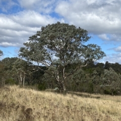 Eucalyptus polyanthemos subsp. polyanthemos at Bullen Range - 8 Apr 2023 12:10 PM