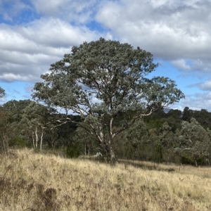 Eucalyptus polyanthemos subsp. polyanthemos at Bullen Range - 8 Apr 2023