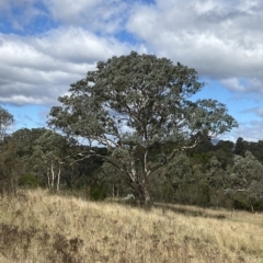 Eucalyptus polyanthemos subsp. polyanthemos at Paddys River, ACT - 8 Apr 2023
