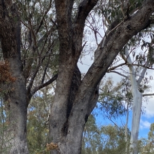 Eucalyptus bridgesiana at Bullen Range - 8 Apr 2023